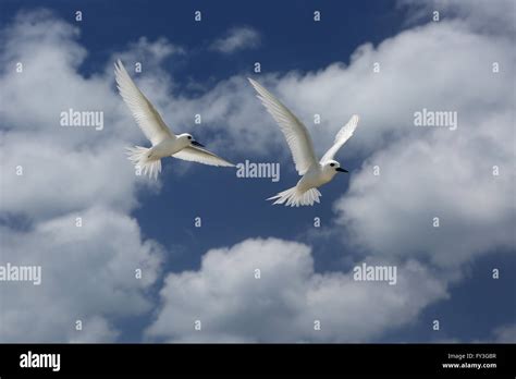 Flying Fairy Tern birds Stock Photo - Alamy