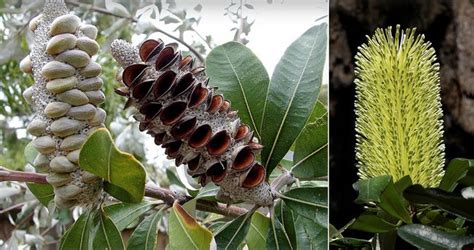 Botanic Notables: Banksia | Garden Design