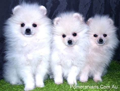 White Pomeranian Dog Information | Pomeranian Australia