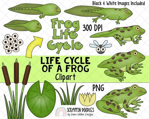 Life Cycle Clip Art Frog Life Cycle Clip Art Tadpole Clipart Frog ...