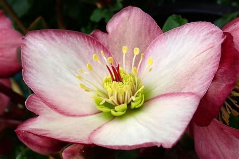 5 Stunning Lenten Rose Varieties to Add to Your Garden | HappySprout