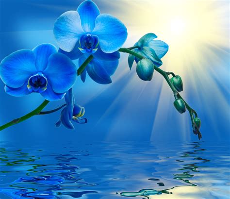 🔥 [40+] Blue Orchid Wallpapers | WallpaperSafari