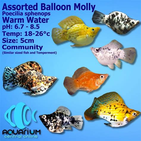 Assorted Balloon Molly (Poeciliidae sphenops) 3.5cm - Aquarium Central