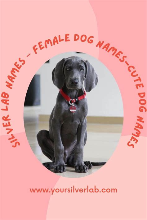 Silver Lab Names – Female Dog Names-Cute Dog Names [Free File] | Dog ...