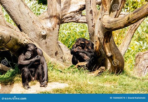 Two Western Chimpanzee in Their Habitat in Dublin Zoo Stock Photo ...