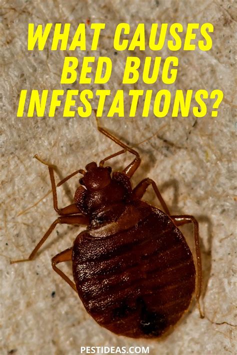 What Attracts Bed Bugs Into Your Home? Learn More