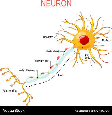 Nerve Cell Diagram