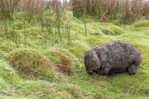 HD wallpaper: wombat, marsupial, common wombat, mammal, wildlife ...