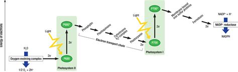 Light Reaction Of Photosynthesis