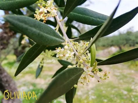 A Closer Look: Olive Tree Flowers | Oliviada