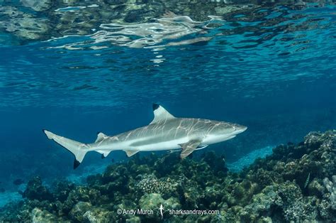 Blacktip Reef Shark - Carcharhinus melanopterus