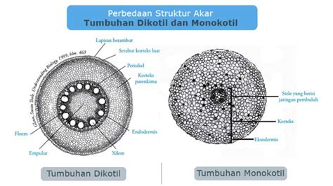 Mengenal Akar Tumbuhan: Perbedaan Akar Monokotil dan Dikotil – Artikel BLOG