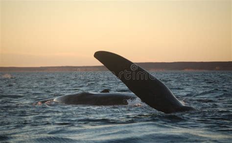 Whale jumping stock photo. Image of piramide, puerto, atlantic - 1345260