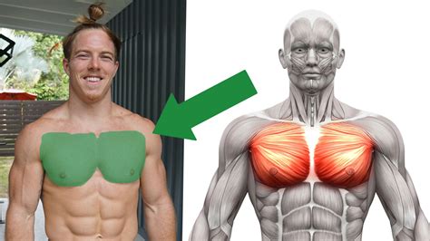 How To Develop Pecs - Treatmentstop21