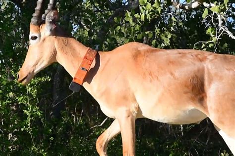 Garissa conservancy puts GPS collars on endangered hirola antelope | Nation