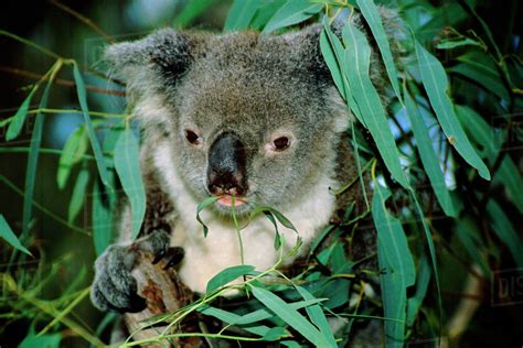 Australia, Queensland, Rockhampton. Captive koala (Phascolarctos ...