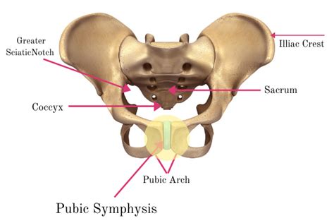 10 Symphysis Pubis Dysfunction Exercises to Relieve Pregnancy Pelvic Pain