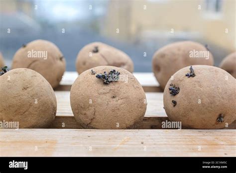 Seed potatoes chitting on wooden greenhouse shelving Stock Photo - Alamy