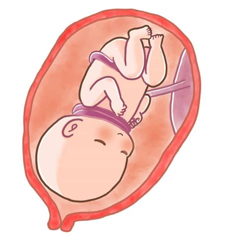 Clip Art Of Umbilical Cord Illustrations, Royalty-Free Vector Graphics ...