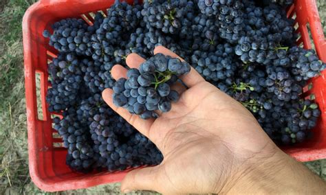 The nebbiolo harvest, an interview with Enrico Rivetto | Musement