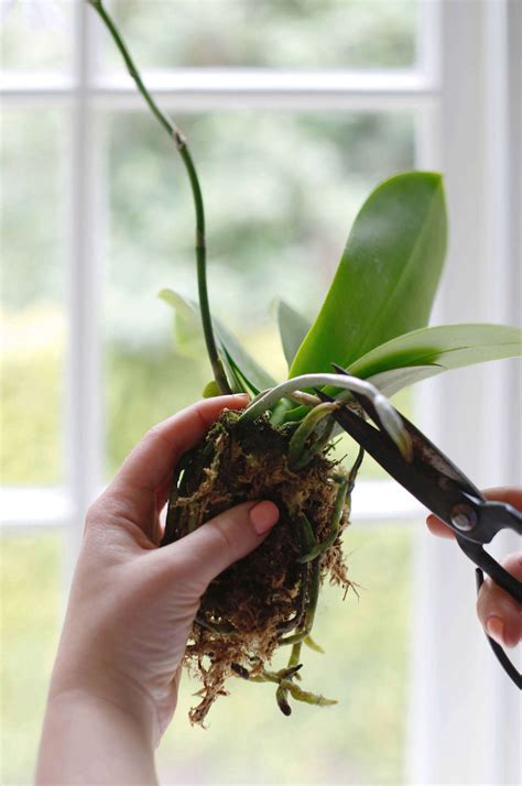 How to Repot an Orchid Step by Step (Without Killing It)