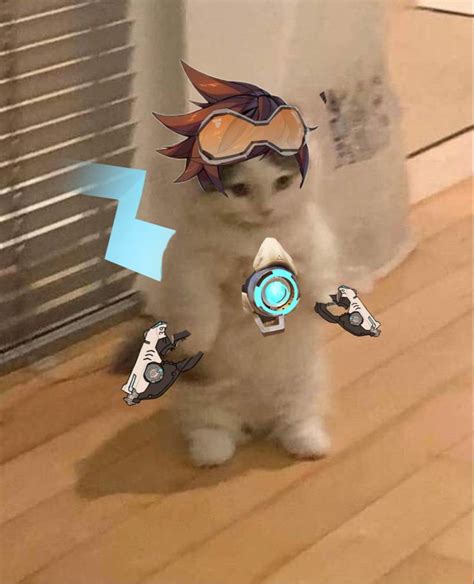 Tracer Cat Profile Picture