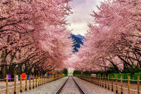 From Chiang Mai to Vancouver: Where to find cherry blossoms outside of ...