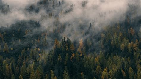 Foggy Forest Wallpapers - Wallpaper Cave