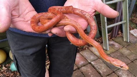 Corn snake rescued from van headed to Neath scrap heap - BBC News