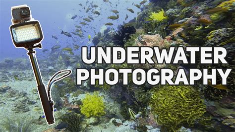 Affordable Underwater Photography Equipment - YouTube