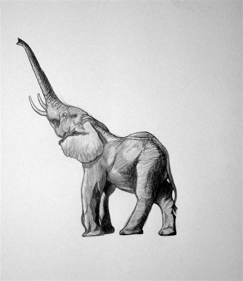 Elephant Drawing - Cliparts.co