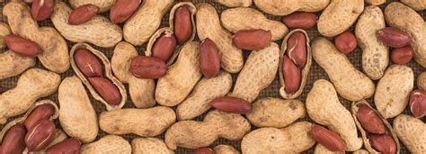 Peanuts (Mungfali) Benefits And Its Side Effects | Lybrate