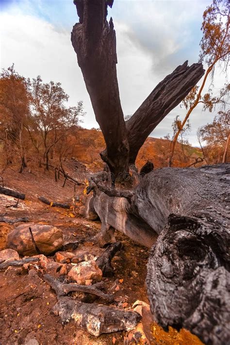 Large Oak Tree Destroyed by Fire Stock Photo - Image of accident, risk ...