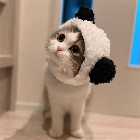 Panda Cat Costume – Petites Paws