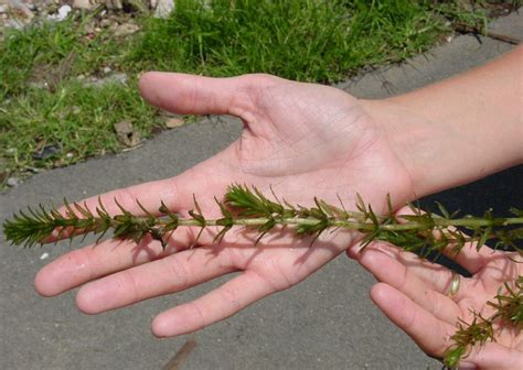 Hydrilla | Ontario's Invading Species Awareness Program