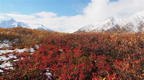 Colors of the Arctic - Alaska Magazine