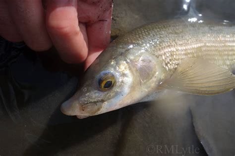 Connecticut Fly Angler: Species Profile: Mountain Whitefish