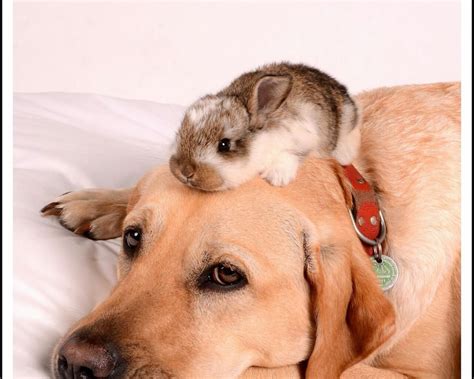 sweet bunny | Dog friends, Animals, Cute animals