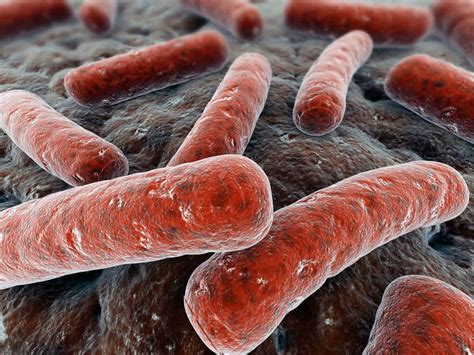 Mycobacterium types, transmission, symptoms, diagnosis & treatment