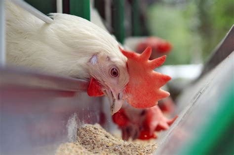 The importance of feed particle size in laying hen diets - Laying Hens