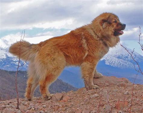 Large dog breeds - list of all large sized dogs - Huge dogs - Big dog ...