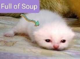 Full of Soup | Full of Soup Cat | Know Your Meme