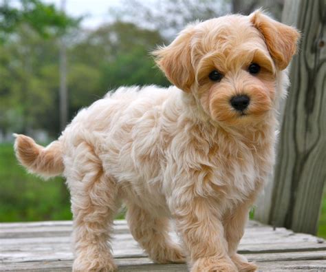 Maltipoo | Maltipoo puppy, Maltipoo puppies for sale, Puppies