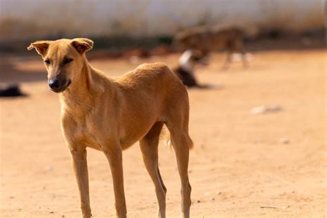 Indian Pariah Dog: Size, Lifespan, Temperament, and Pictures