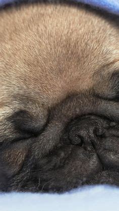 Pin on Puggles & Frenchies