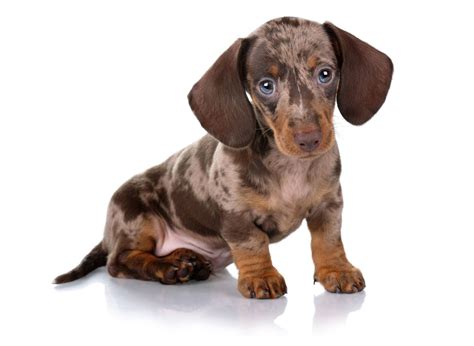 Dachshund Puppies Va : Dachshund Puppies For Sale Martinsville Va ...