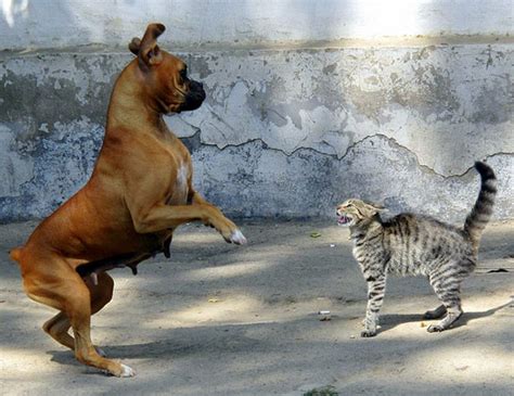 Cat And Dog Fight Pictures - Pictures Of Animals 2016