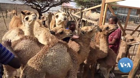 Somalia’s 'White Gold' Producers to Expand Camel Milk Market