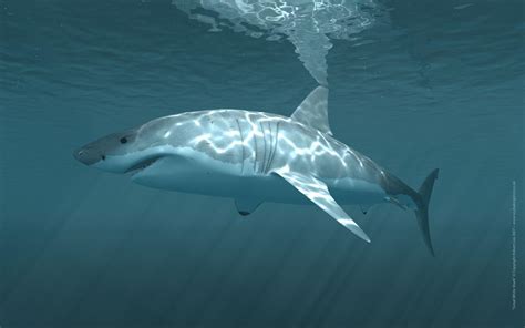 Great White Shark Wallpapers HD - Wallpaper Cave