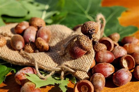 How to Prepare and Cook Acorns | The Old Farmer's Almanac